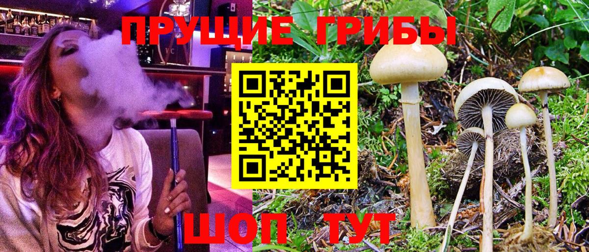 Новодвинск  Псилоцибиновые грибы мухоморы  Вход с VPN 